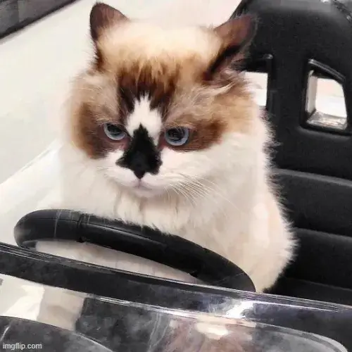 Meme hài mèo khó chịu bá đạo nhất