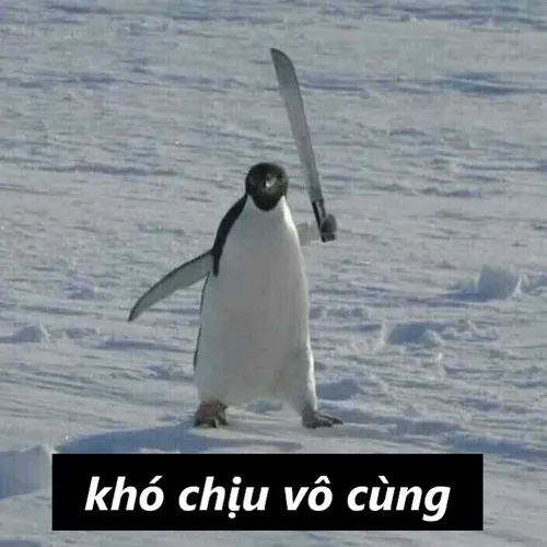 Meme chim cánh cụt khó chịu vô cùng