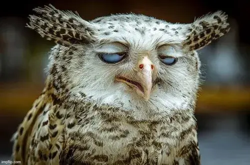 Meme khó chịu phản chiếu tâm trạng mệt mỏi số