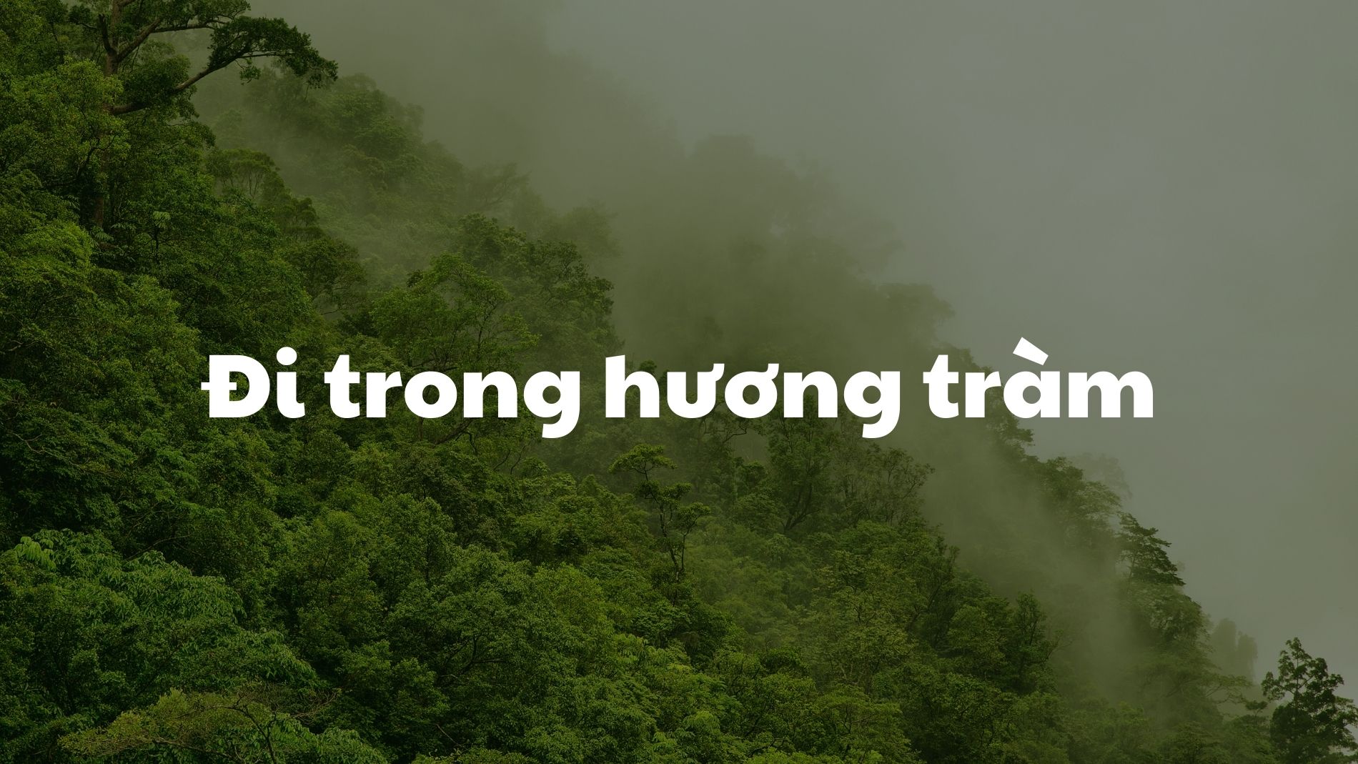 Đi trong hương tràm