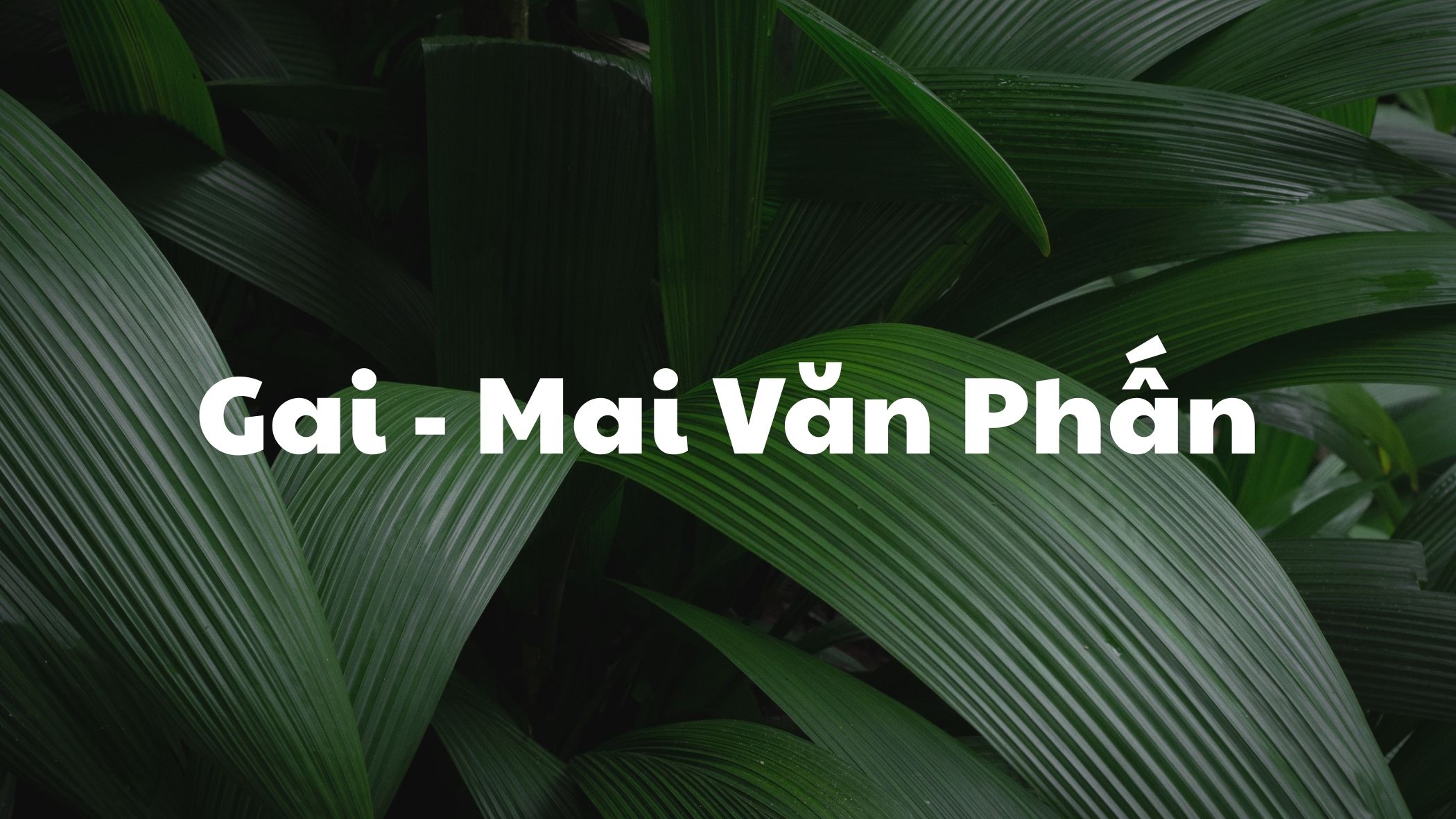 Gai Mai Văn Phấn