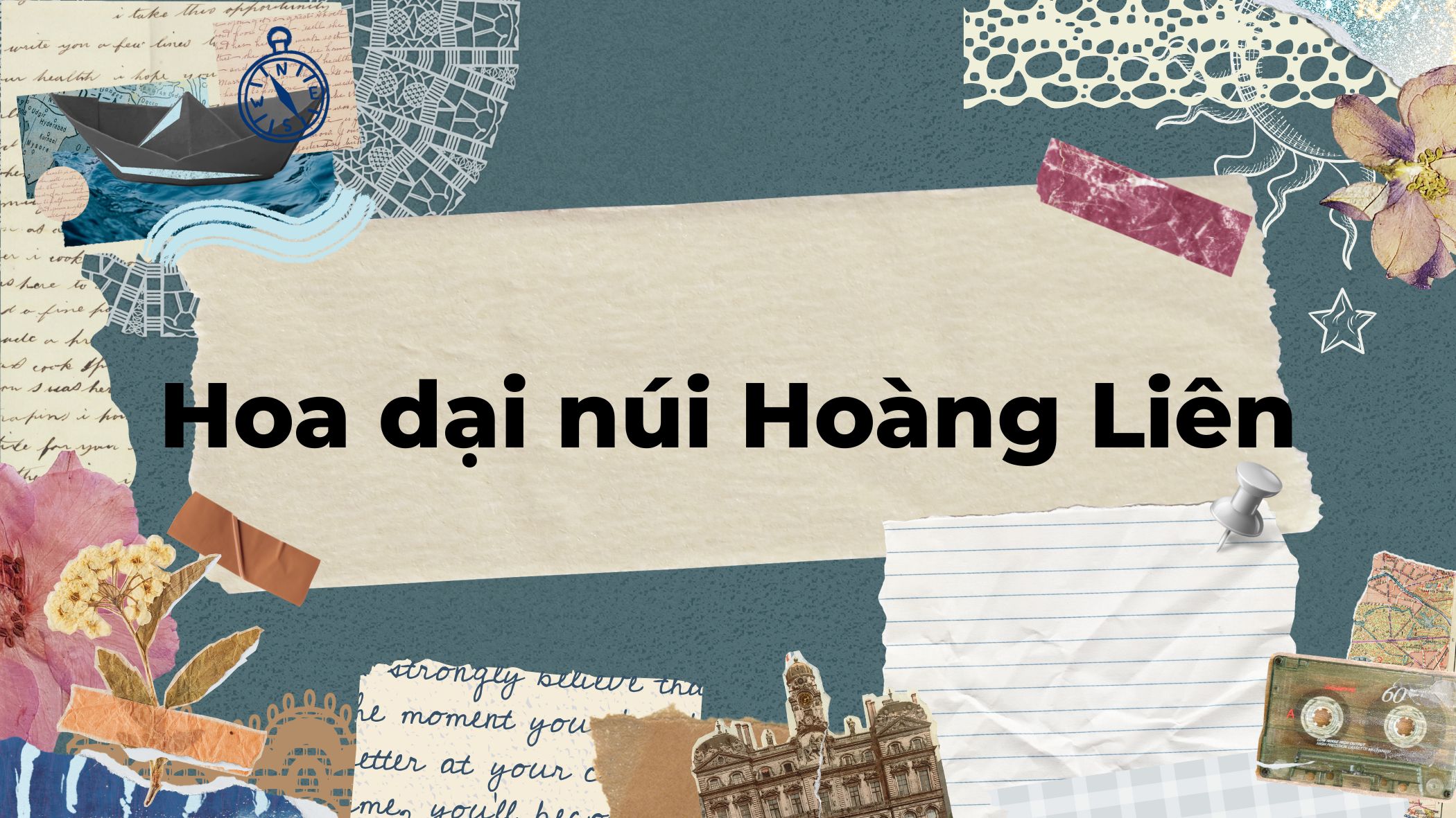Hoa dại núi Hoàng Liên
