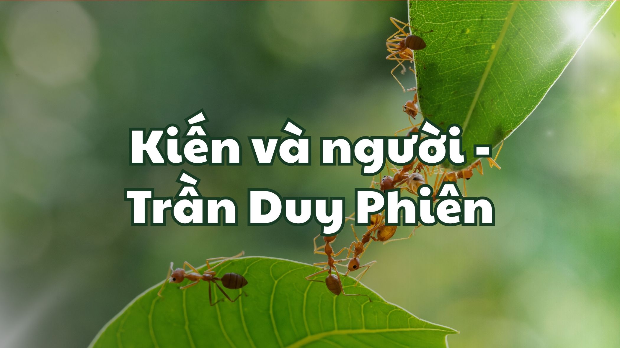 Kiến và người Trần Duy Phiên