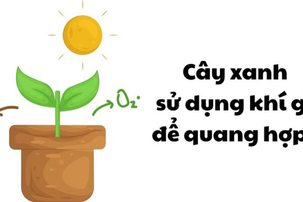 Cây xanh sử dụng khí gì để quang hợp
