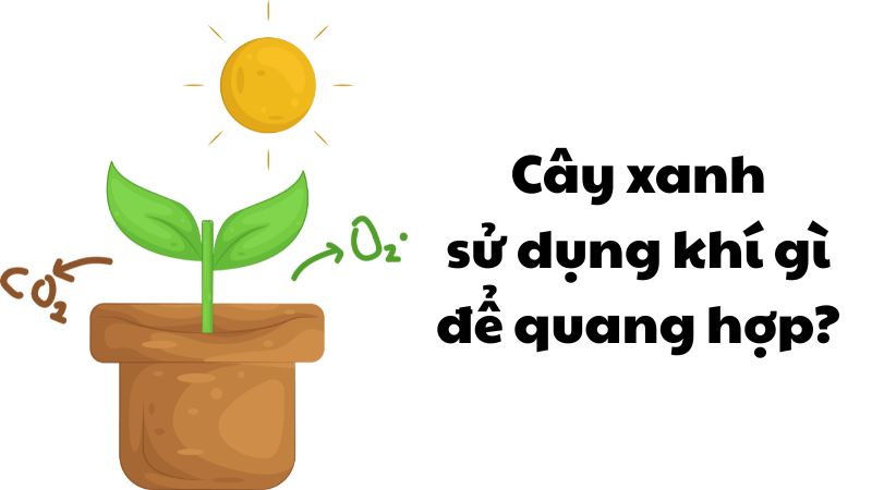 Cây xanh sử dụng khí gì để quang hợp