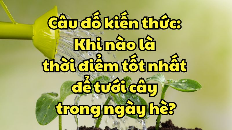 Câu đố kiến thức: Khi nào là thời điểm tốt nhất để tưới cây trong ngày hè?