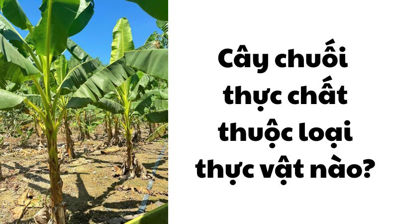 Cây chuối thực chất thuộc loại thực vật nào?