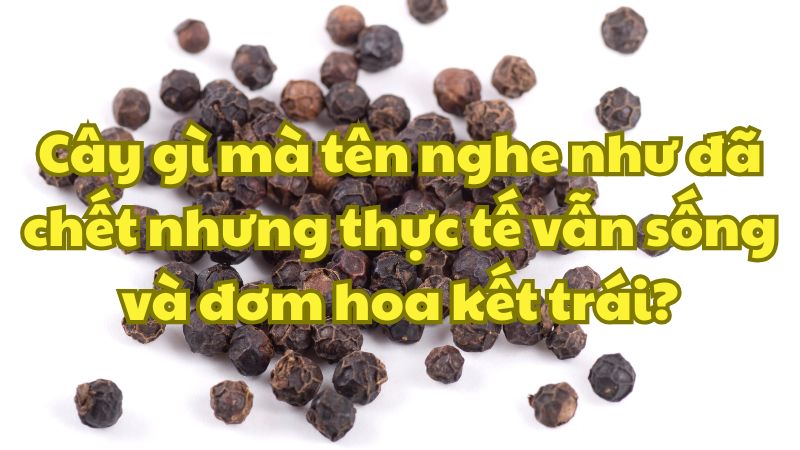 Cây gì mà tên nghe như đã chết nhưng thực tế vẫn sống và đơm hoa kết trái?