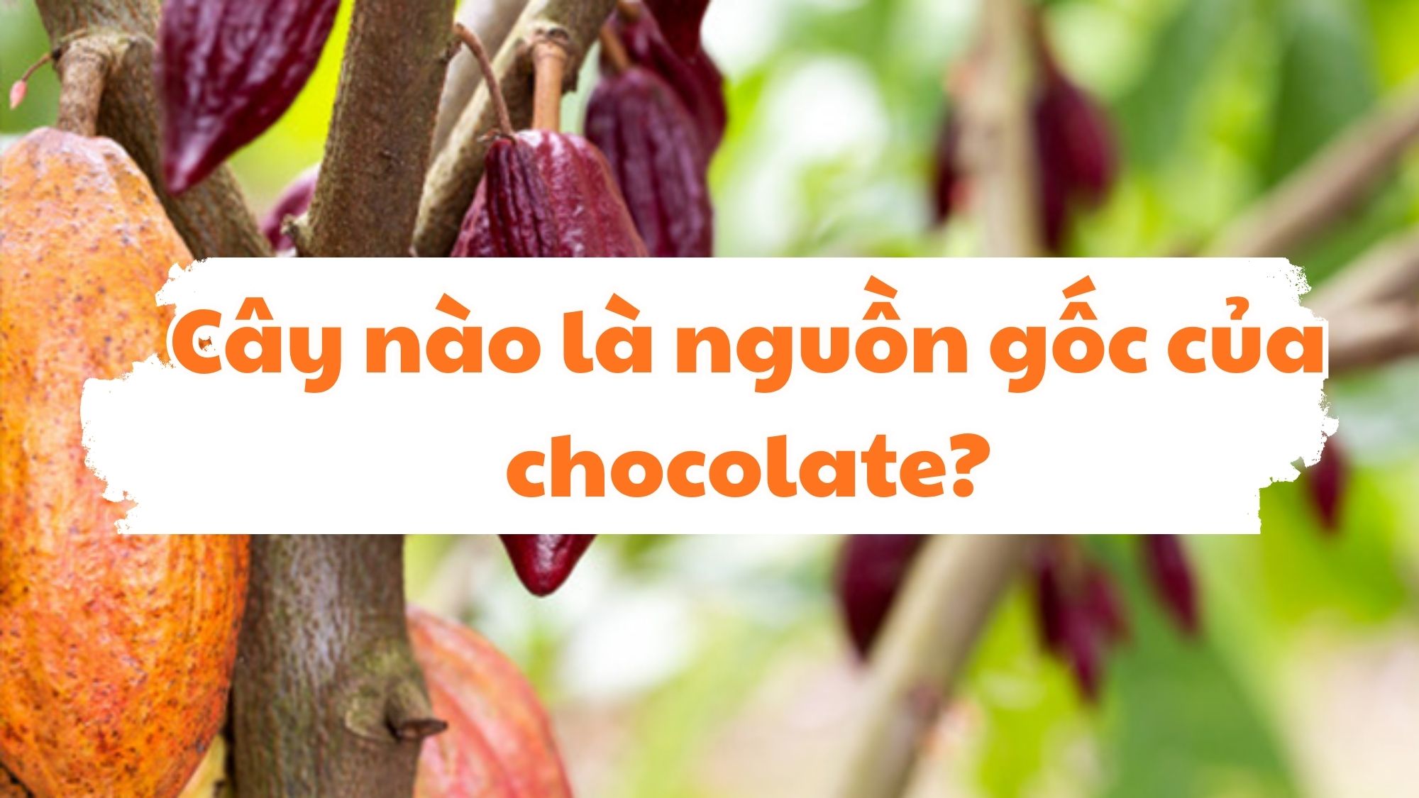 Cây nào là nguồn gốc của chocolate?