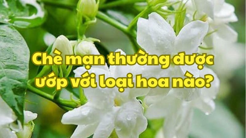 Chè mạn thường được ướp với loại hoa nào?