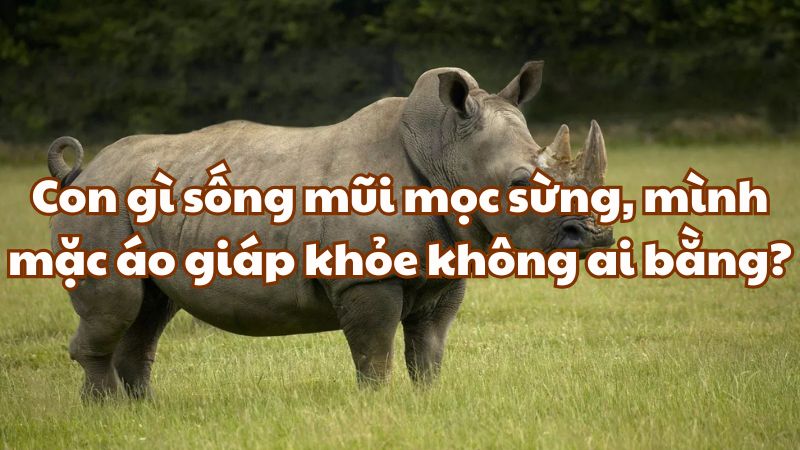Con gì sống mũi mọc sừng, mình mặc áo giáp khỏe không ai bằng?