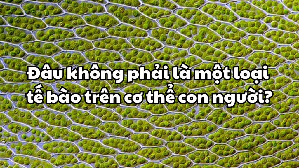 Đâu không phải là một loại tế bào trên cơ thể con người?