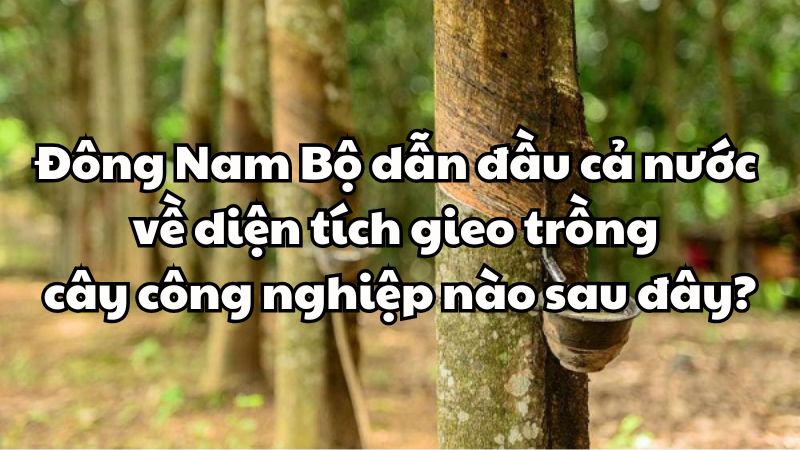 Đông Nam Bộ dẫn đầu cả nước về diện tích gieo trồng cây công nghiệp nào sau đây?