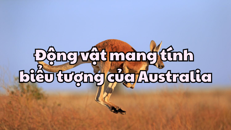 Động vật mang tính biểu tượng của Australia