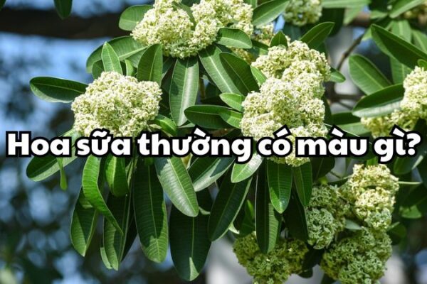 Hoa sữa thường có màu gì?