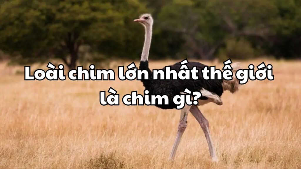 Loài chim lớn nhất thế giới là con gì?