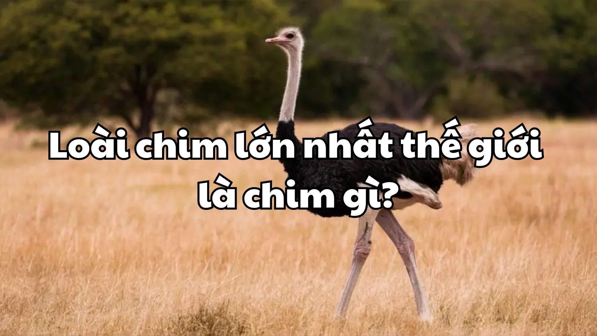 Loài chim lớn nhất thế giới là con gì?