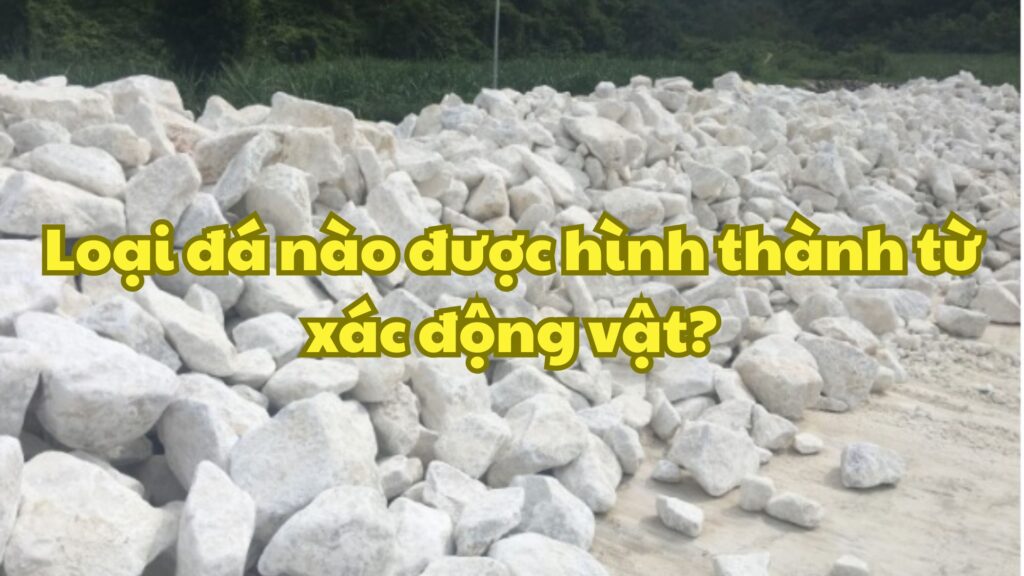 Loại đá nào được hình thành từ xác động vật?