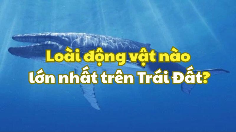 Loài động vật nào lớn nhất trên Trái Đất?