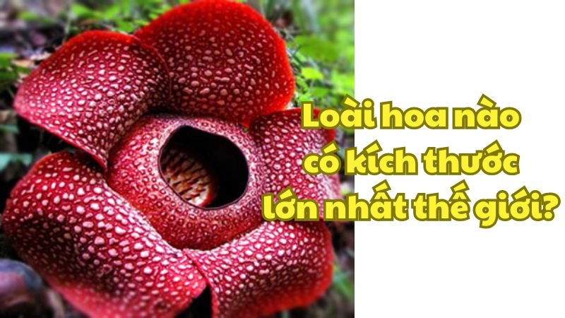 Loài hoa nào có kích thước lớn nhất thế giới?
