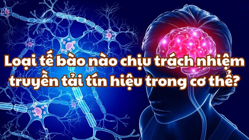 Loại tế bào nào chịu trách nhiệm truyền tải tín hiệu trong cơ thể?