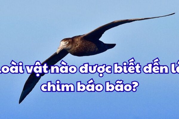 Loài vật nào sau đây được biết đến là chim báo bão
