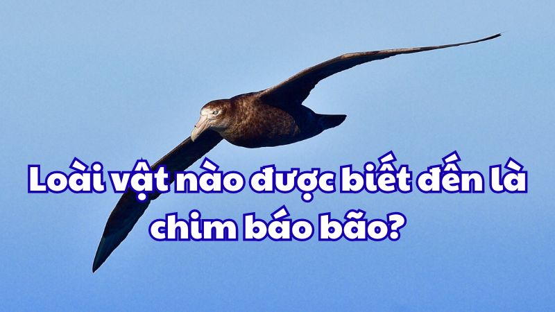 Loài vật nào sau đây được biết đến là chim báo bão