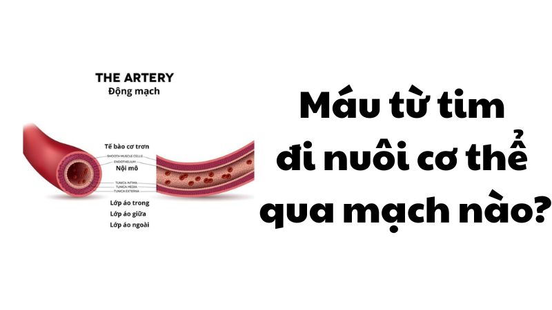 Máu từ tim đi nuôi cơ thể qua mạch nào?