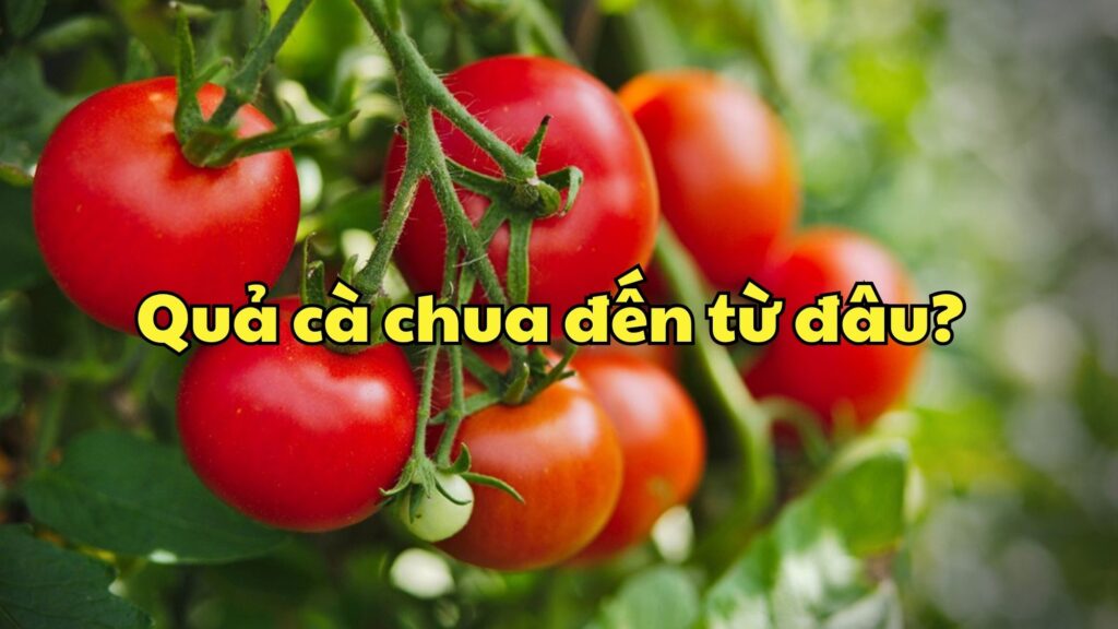 Quả cà chua đến từ đâu?