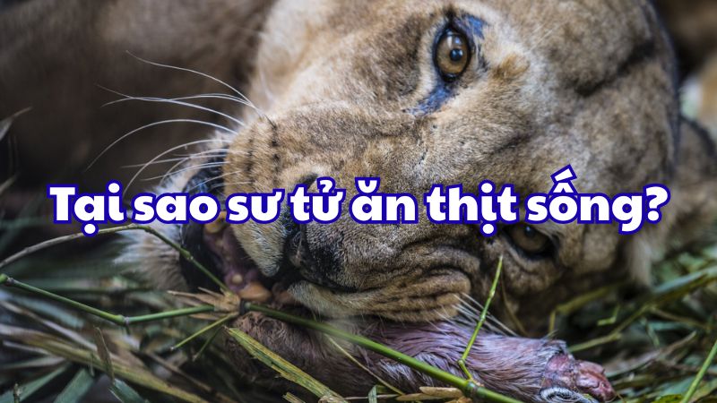 Tại sao sư tử ăn thịt sống?