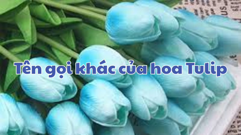 Tên gọi khác của hoa Tulip