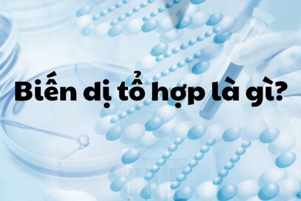 Biến dị tổ hợp là gì?