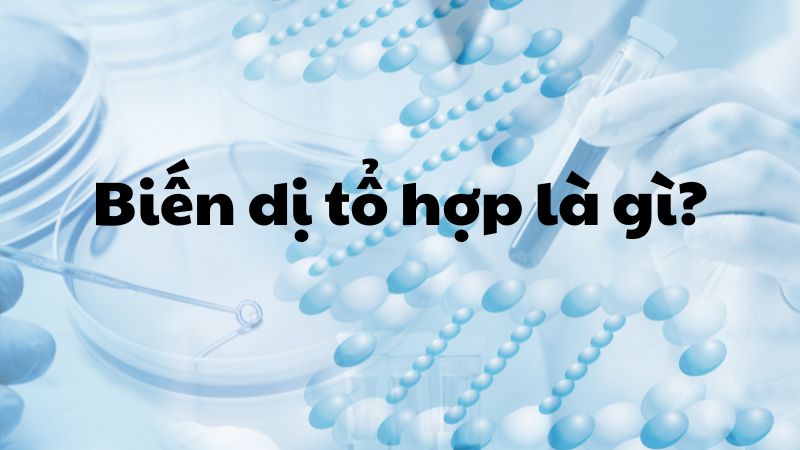 Biến dị tổ hợp là gì?
