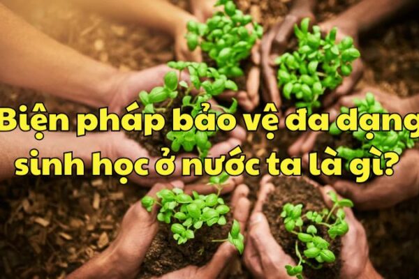 Biện pháp bảo vệ đa dạng sinh học ở nước ta là