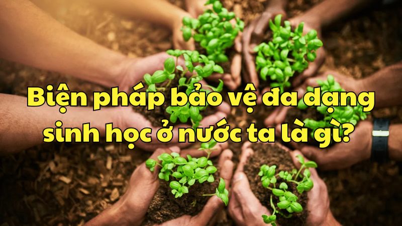 Biện pháp bảo vệ đa dạng sinh học ở nước ta là