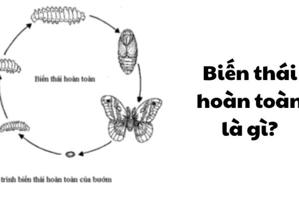 Biến thái hoàn toàn là gì?