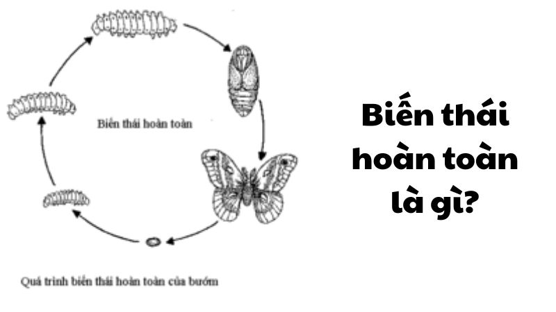 Biến thái hoàn toàn là gì?
