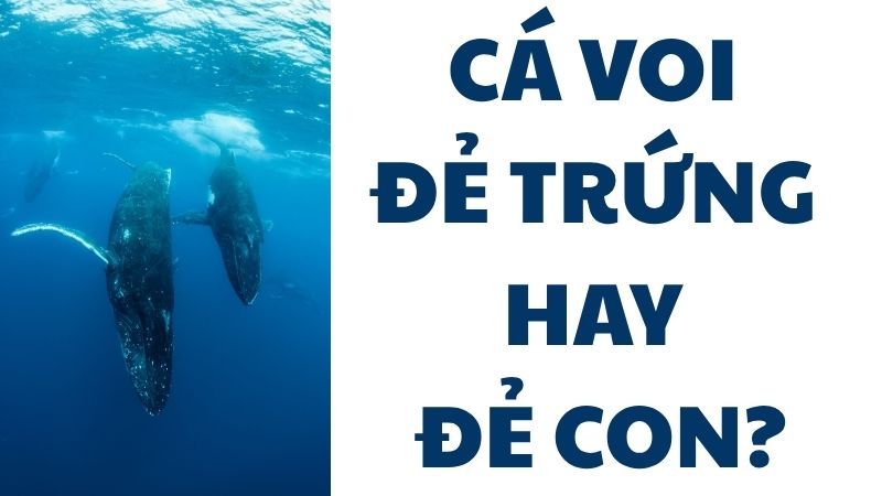 Cá voi đẻ trứng hay đẻ con?
