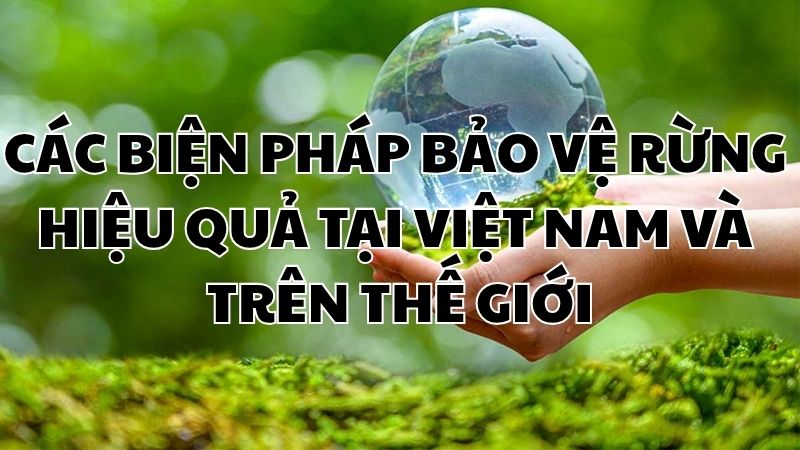 Các biện pháp bảo vệ rừng