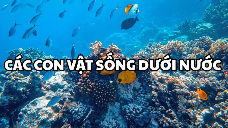 Các con vật sống dưới nước