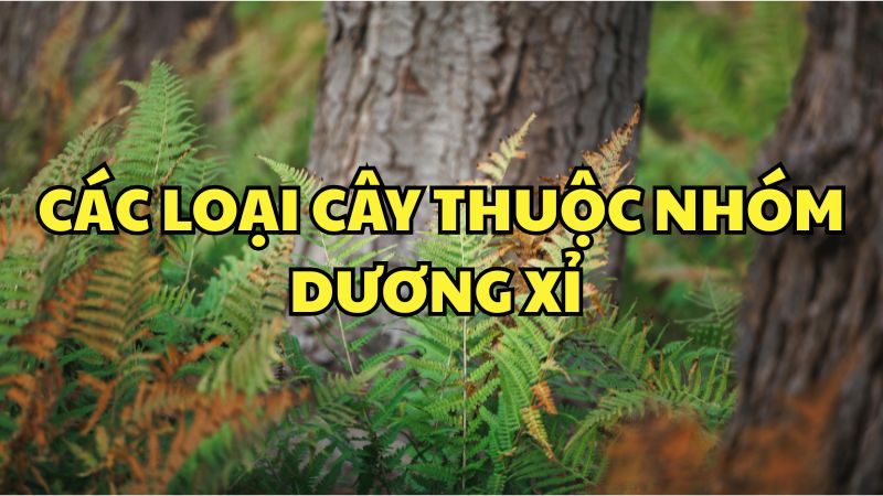 Các loại cây thuộc nhóm dương xỉ