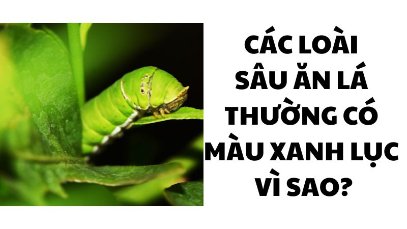 Các loài sâu ăn lá thường có màu xanh lục vì sao?