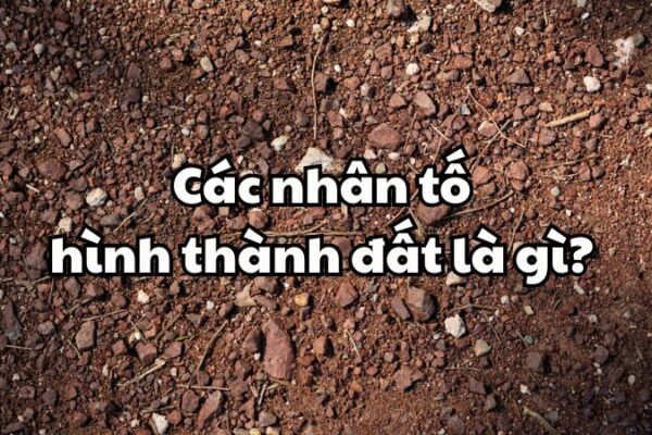 Các nhân tố hình thành đất