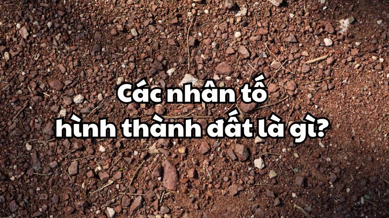 Các nhân tố hình thành đất