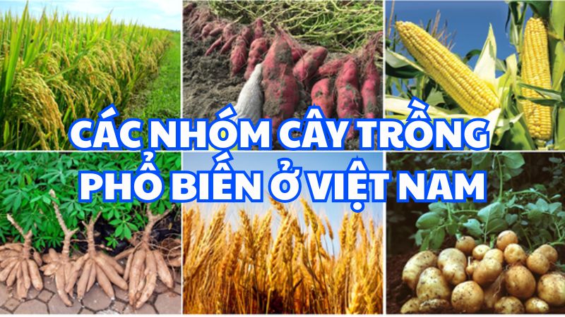 Các nhóm cây trồng phổ biến ở Việt Nam