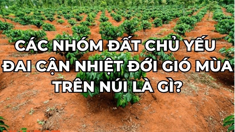 Các nhóm đất chủ yếu đai cận nhiệt đới gió mùa trên núi là gì