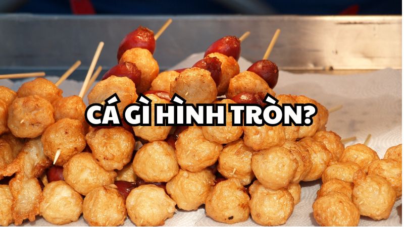 Cá gì hình tròn?