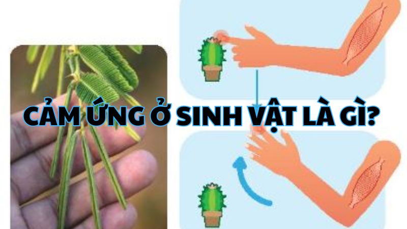 Cảm ứng ở sinh vật là gì?