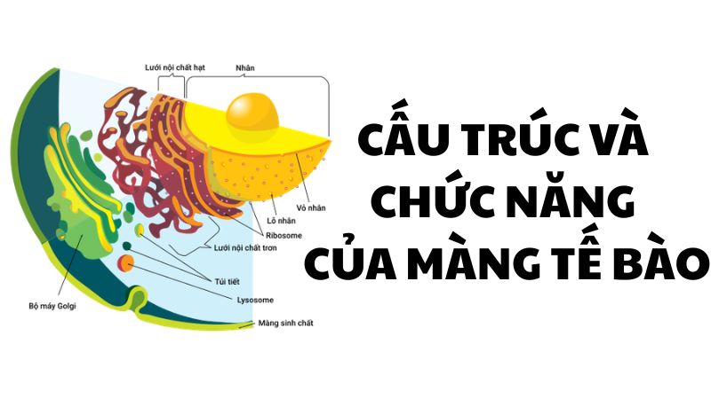 Cấu trúc và chức năng của màng tế bào