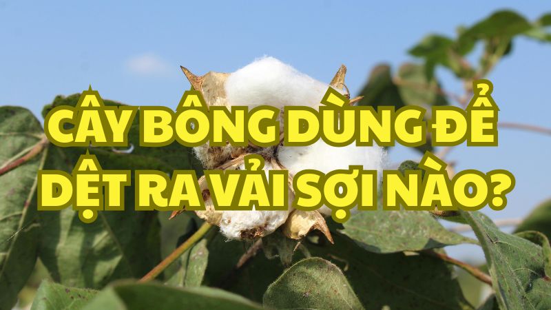 Cây bông dùng để dệt ra vải sợi nào?